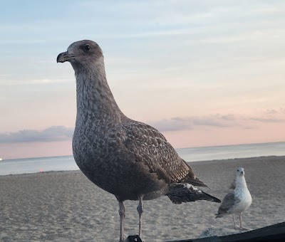 Photo 5 of Craigville Beach, Barnstable