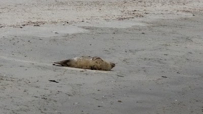Photo 3 of Keyes Memorial Beach
