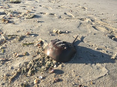 Photo 3 of Kalmus Beach