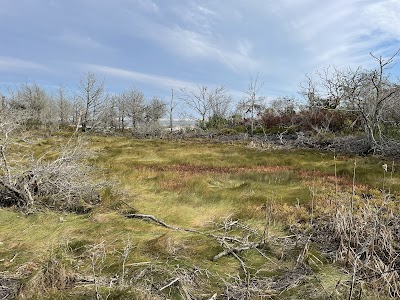 Photo 5 of Morris Island Loop Trail Access