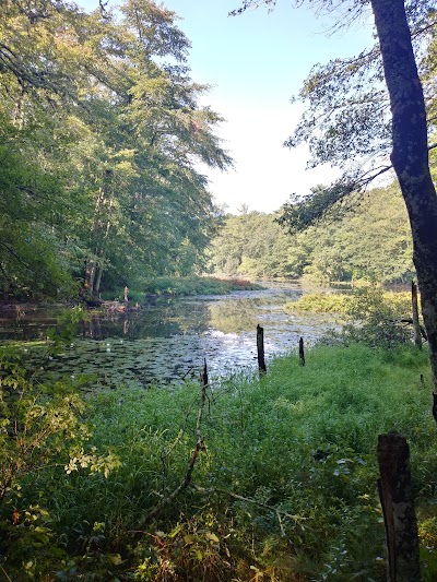 Photo 4 of Mashpee River Woodlands