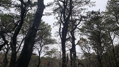 Photo 5 of Small's Swamp Trail