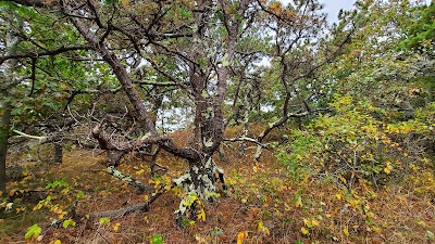 Photo 4 of Pamet Cranberry Bog Trail