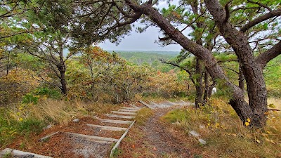 Photo 5 of Pamet Cranberry Bog Trail