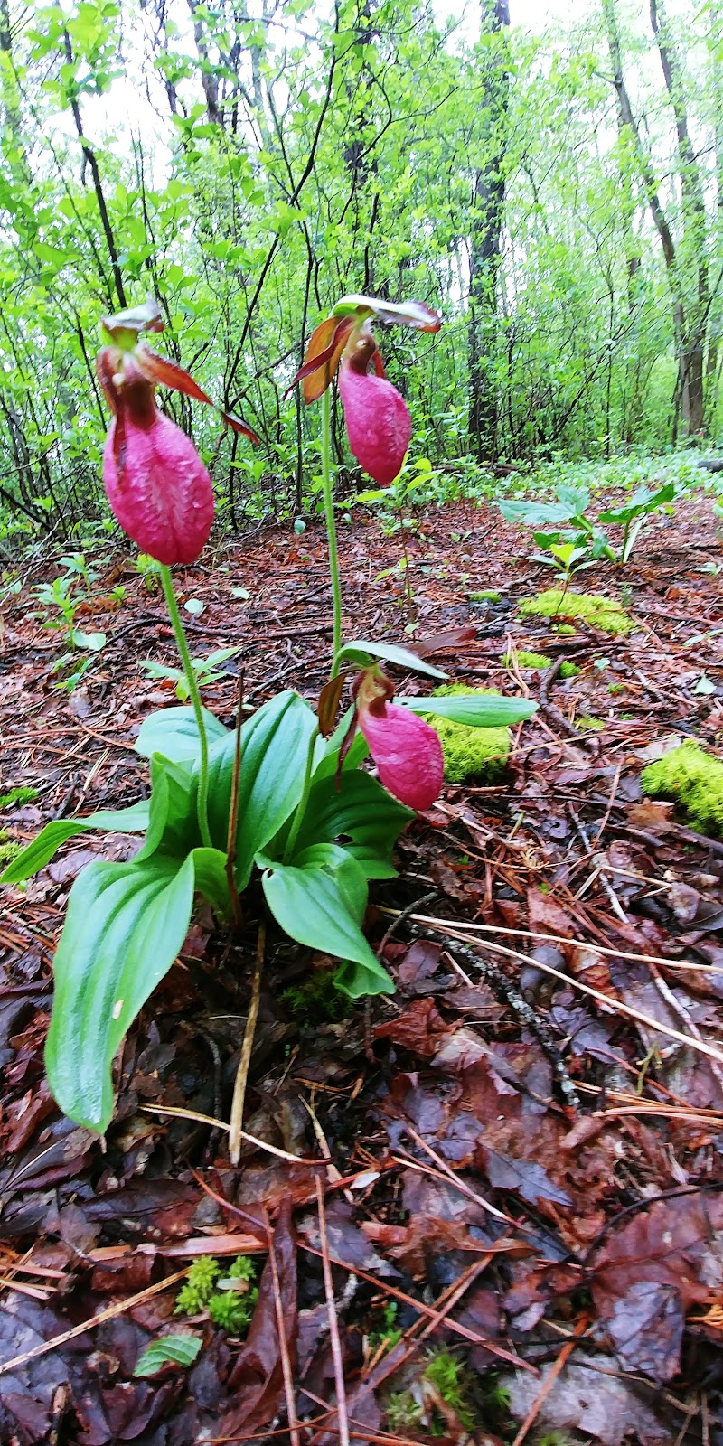 Photo of Murkwood Conservation Area