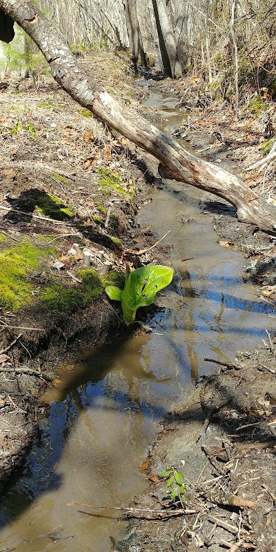Photo 5 of Murkwood Conservation Area