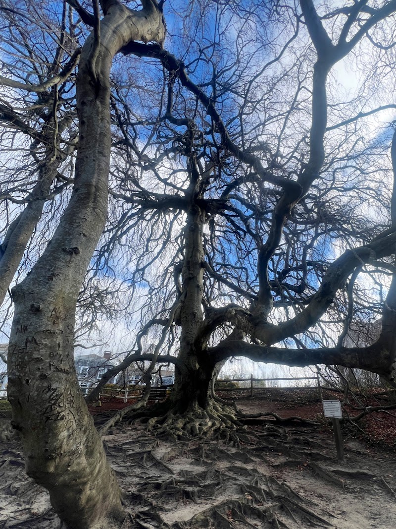 Photo of Historical Society of Old Yarmouth Nature Trails