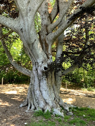 Photo 5 of Beebe Woods